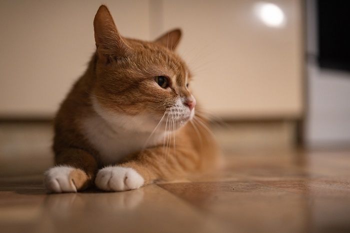 Hauskatze in einem mit schwachem Licht