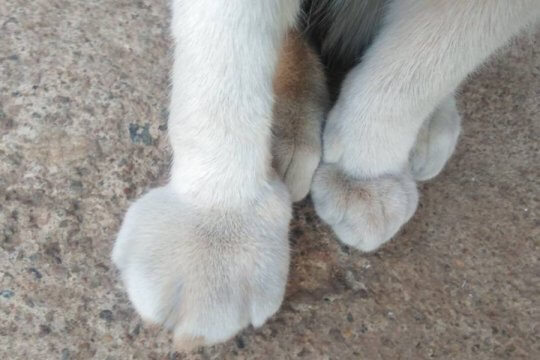 So pflegen Sie eine Katze mit einer geschwollenen Pfote