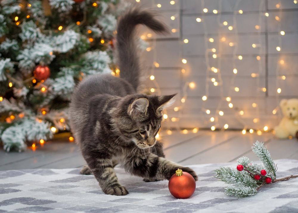 Maine Coon Kätzchen schlägt mit einer Weihnachtskugel vor einem Weihnachtsbaum