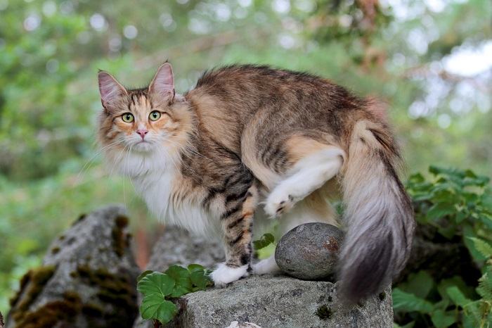 Norwegische Waldkatze