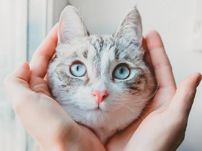 Anmutige Siamkatze ruht auf der Handfläche einer Frau