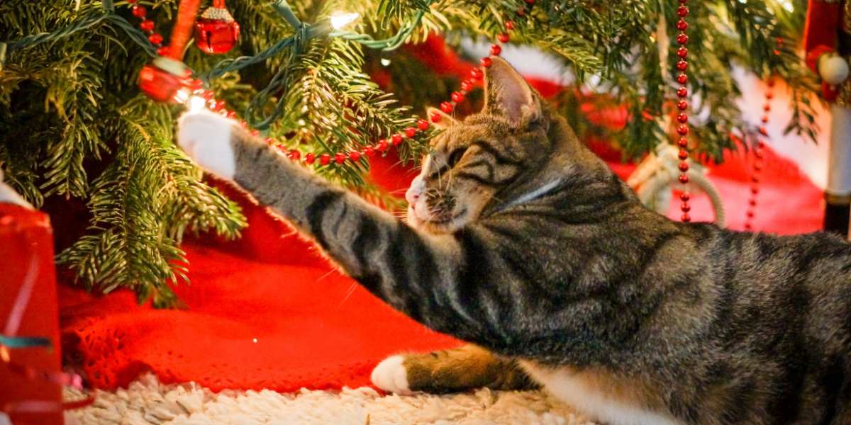 Getigerte Katze schlägt mit einer Glocke, die unter dem Weihnachtsbaum hängt