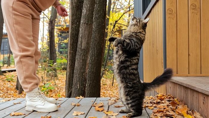 Frau spielt mit getigerter Katze im Hof