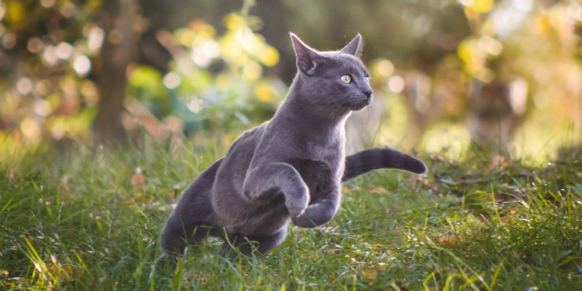 Eine energisch laufende blaue Russische Katze.