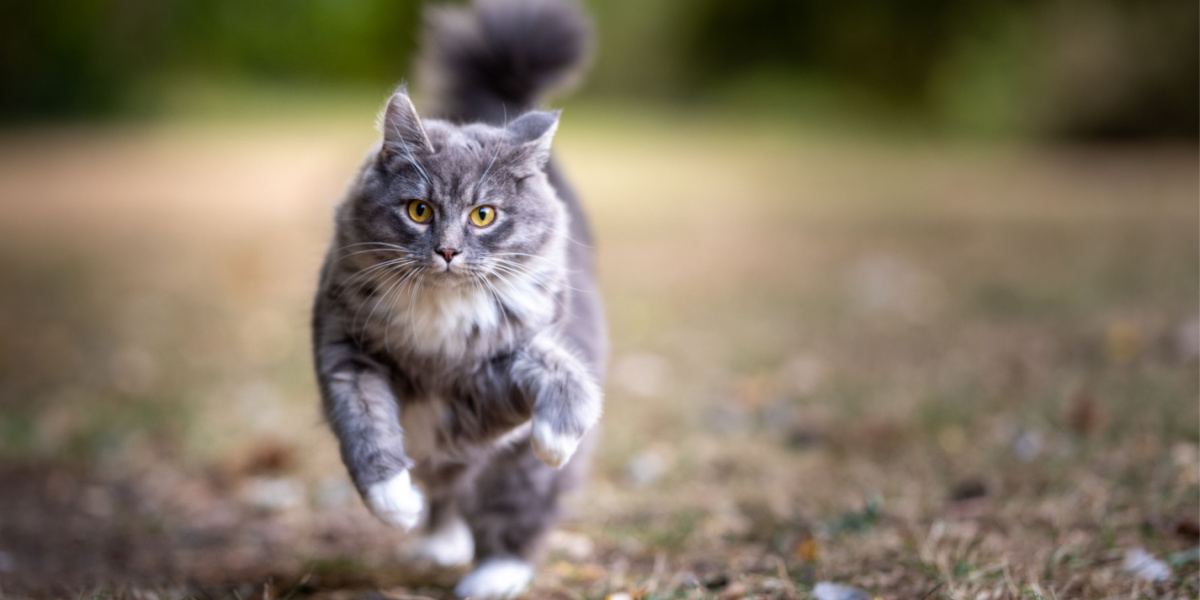 Ein Bild, das die Energie und Begeisterung einer blau getigerten Katze in Bewegung einfängt