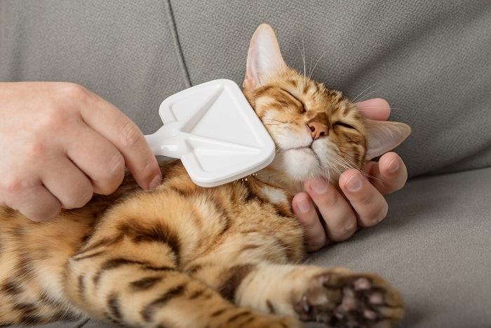 Eine Person bürstet sanft das Fell einer zufriedenen Katze.