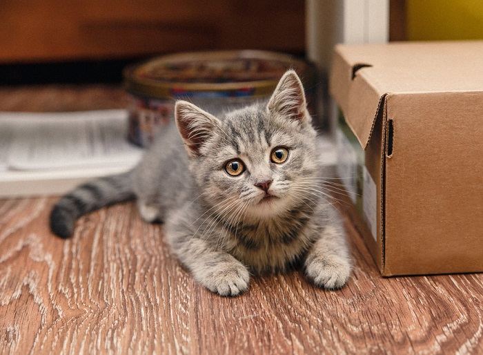 Energiegeladene Katze mit wedelndem Schwanz.