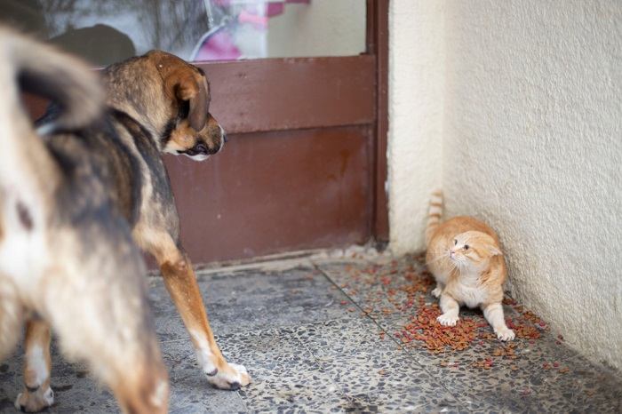 Ein bezauberndes Bild, das die Kameradschaft zwischen einer Katze und einem Hund einfängt.