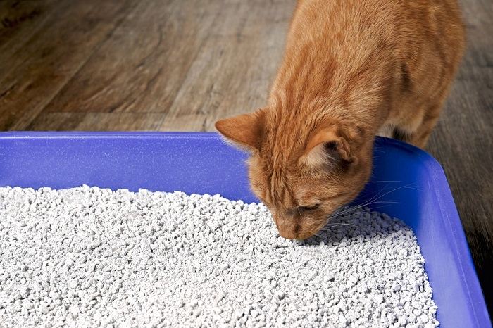 Ein Bild, das eine Katze in einer Katzentoilette zeigt, die gerade ihr Geschäft verrichtet. Die Szene unterstreicht das natürliche Verhalten der Katze und die Bedeutung eines komfortablen und gepflegten Platzes für die Katzenkotentsorgung.