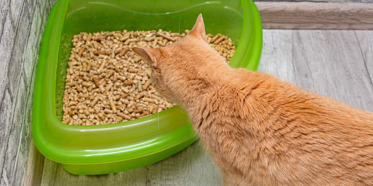 Ein Bild, das eine Katze neben einer Katzentoilette zeigt und die Verbindung der Katze mit ihrem dafür vorgesehenen Bereich für ihr Verrichten ihres Geschäftes veranschaulicht.