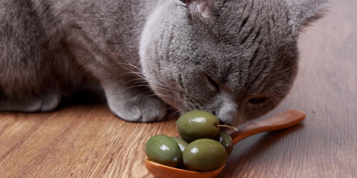 Katze riecht Oliven im Löffel