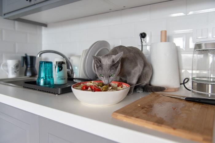 Katze isst Oliven im Salat