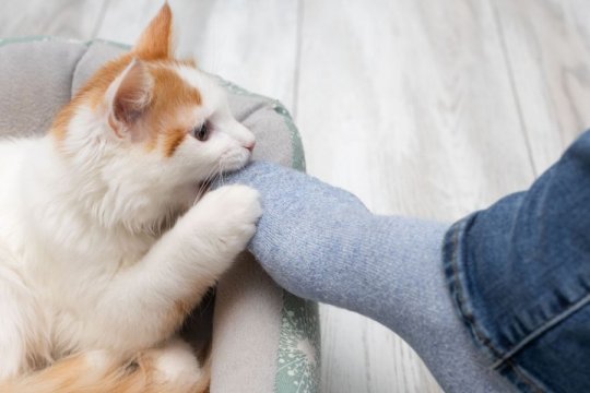 Warum beißt meine Katze mir in die Füße?