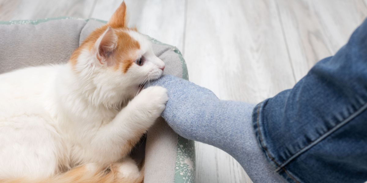 Katze beißt spielerisch in die Füße.