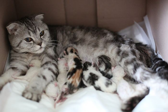 Eine Katze säugt ihre Kätzchen. Dies verdeutlicht die mütterliche Fürsorge und das pflegende Verhalten von Katzenmüttern.