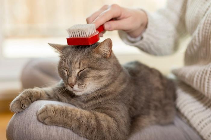 Eine Nahaufnahme einer ruhigen grauen Katze, die von einer menschlichen Hand gebürstet wird.