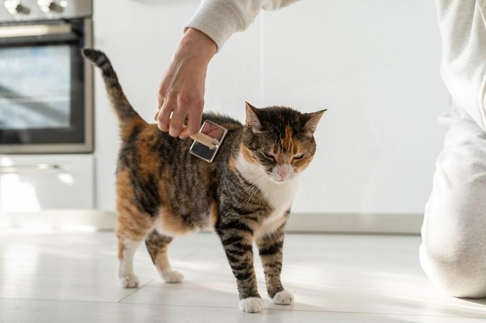 Ein liebevoller Moment, festgehalten im Bild, in dem eine Person sanft das Fell einer flauschigen orangefarbenen getigerten Katze bürstet.