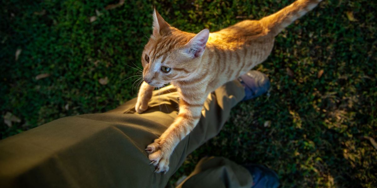 Katze klettert wie ein Baum