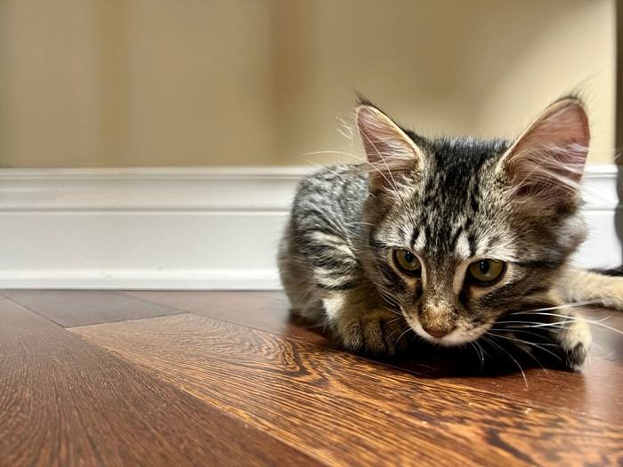 Aufmerksame Katze mit einem aufgestellten Ohr, die Neugierde zeigt. Das Bild fängt die aufmerksame Haltung und das große Interesse der Katze ein.