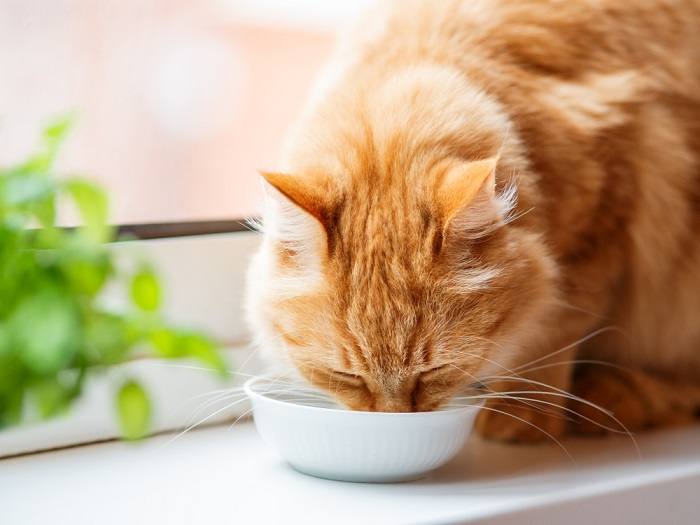 Eine Katze beim Fressen. Dabei wird die Bedeutung der richtigen Ernährung für die Gesundheit und das Wohlbefinden der Katze hervorgehoben.