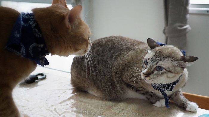 Bild von zwei Katzen, die in einen Kampf verwickelt sind.