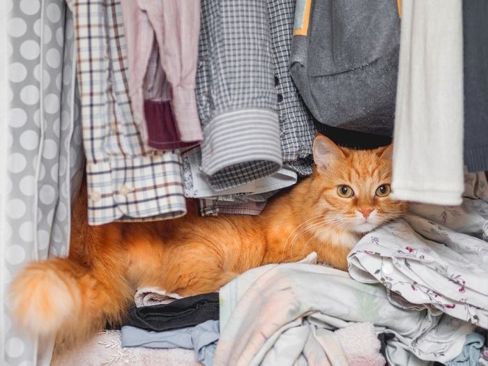 Ein liebenswertes Bild einer Katze, die gemütlich in einem Schrank nistet und mit einer Mischung aus Neugier und Zufriedenheit herausschaut. Die Szene zeigt die Vorliebe der Katze, gemütliche und abgeschiedene Plätze zum Entspannen und Beobachten zu finden.