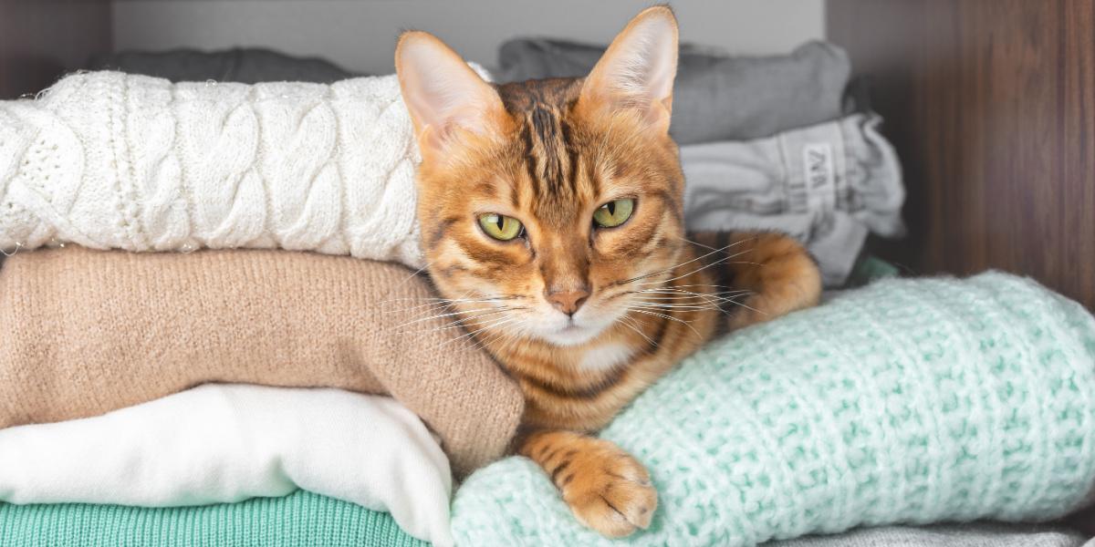 Ein Bild mit einer Katze, die es sich in einem Schrank gemütlich gemacht hat. Die Szene fängt die Wahl der Katze für einen gemütlichen Rückzugsort ein und unterstreicht ihre Neigung, sich gemütliche und sichere Plätze zum Entspannen zu suchen.