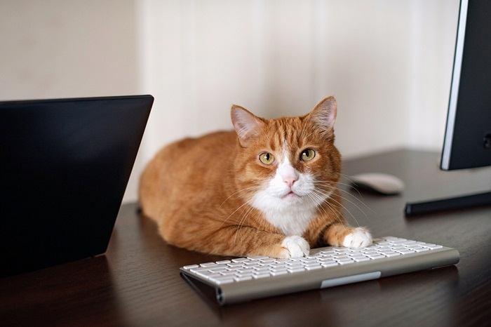 Katzenhafte Neugier wird hier deutlich, als eine Katze selbstbewusst eine Reihe von Computertastaturen besetzt.