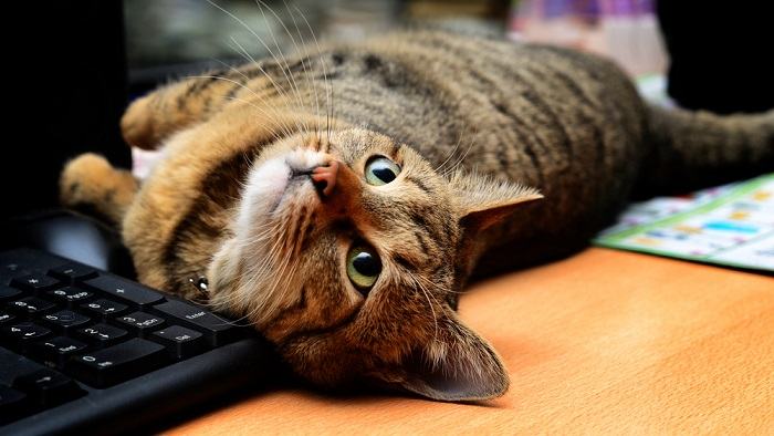 Verspielte Katze, vertieft in einen Dschungel aus Computertastaturen, was ihre Vorliebe für unkonventionelle Ruheplätze weiter unterstreicht.