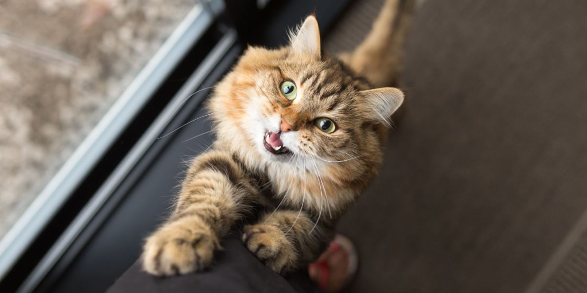 Das Bild zeigt eine Katze, die es sich zwischen den Beinen einer Person gemütlich macht, und präsentiert einen gemütlichen und intimen Moment der Kameradschaft zwischen Katze und Mensch.