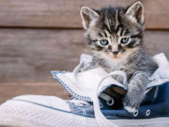 Amusing image of a cat curiously exploring a pair of shoes.