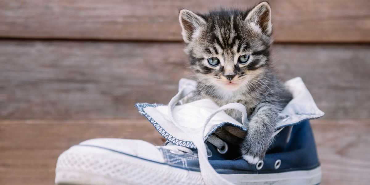 Lustiges Bild einer Katze, die neugierig ein Paar Schuhe erkundet.