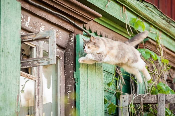 Katze mitten im Sprung