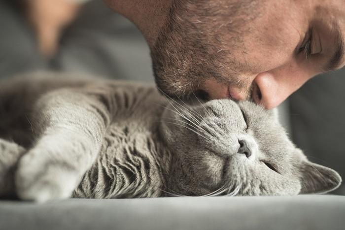 Ein liebenswertes Bild einer Katze, die eine liebevolle Geste macht, die einem Kuss ähnelt.