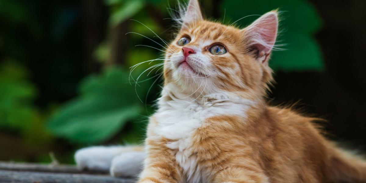 Eine Katze, die neugierig oder aufmerksam aufblickt und katzenartiges Verhalten zeigt.