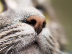 An image close-up of a cat's nose, showcasing its unique texture, pattern, and sensitive whiskers, which contribute to its exceptional sense of smell and exploration