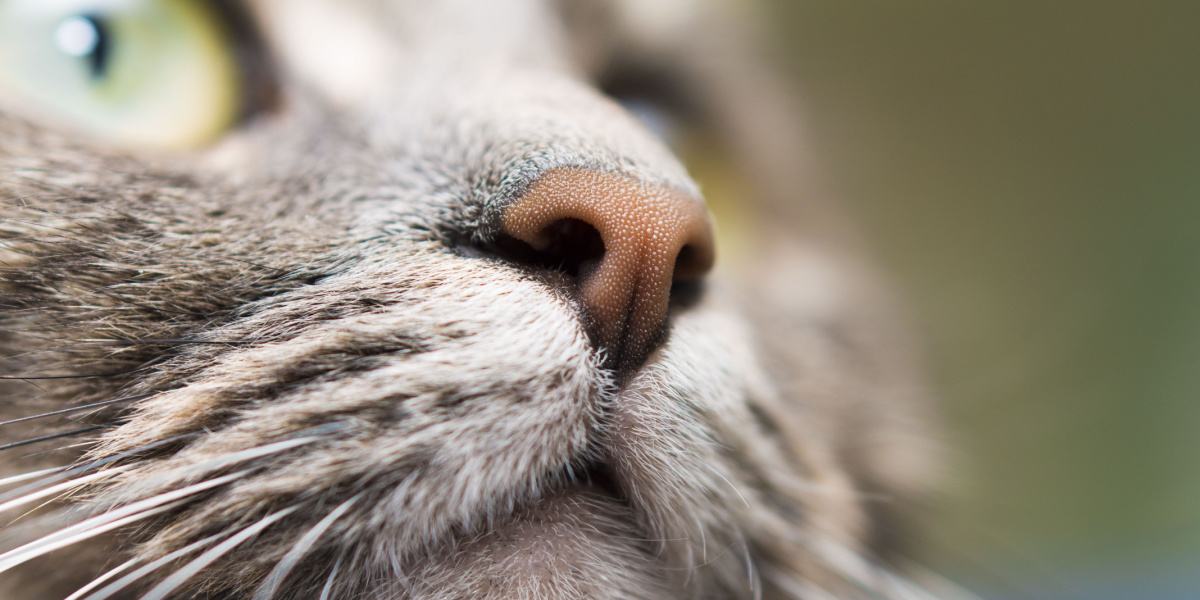 Eine Nahaufnahme der Nase einer Katze, die ihre einzigartige Textur, ihr Muster und ihre empfindlichen Schnurrhaare zeigt, die zu ihrem außergewöhnlichen Geruchs- und Erkundungssinn beitragen.