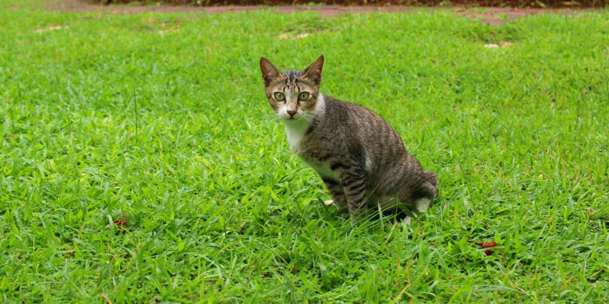 Ein Bild, das eine Katze zeigt, die in einem Garten uriniert.