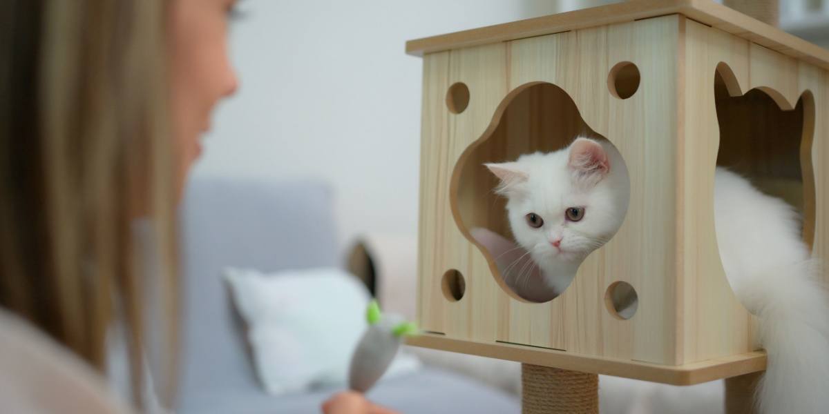 Bild einer spielenden Katze.