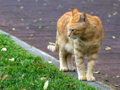 Cat exploring or roaming in a space