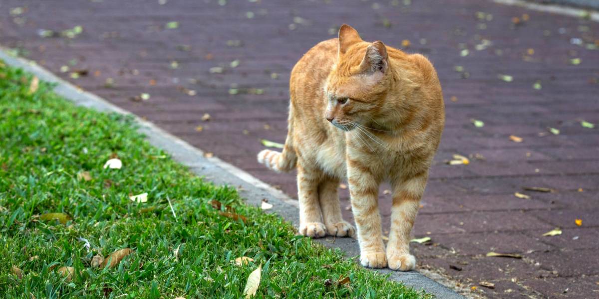 Katze erkundet oder streift in einem Raum umher