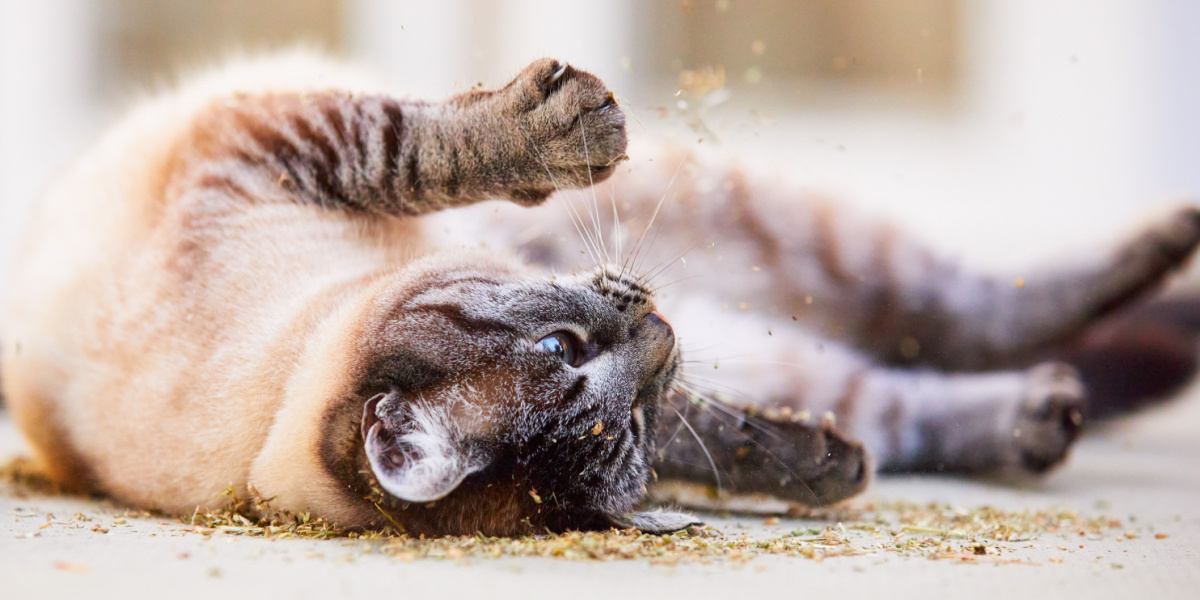 Verspielte Katze, die sich freudig in einem Haufen Katzenminze wälzt.