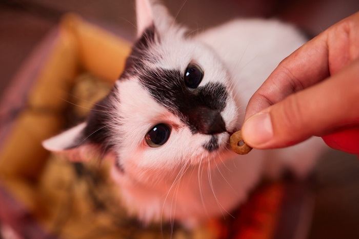 Katzenleckerlis, eine besondere Belohnung für Samtpfoten als Teil ihrer Ernährung und ihres Trainings.