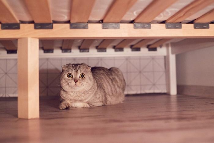 Katze mit verängstigten Augen versteckt sich unter einem Bett