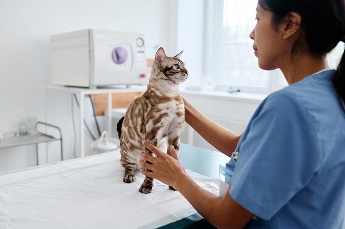 Ein Bild, das eine Katze bei einer tierärztlichen Untersuchung zeigt. Die Szene zeigt, wie wichtig es ist, sich um ein Haustier zu kümmern und betont, wie wichtig regelmäßige Gesundheitsuntersuchungen sind, um das Wohlbefinden der Katze zu gewährleisten und mögliche gesundheitliche Probleme zu vermeiden.