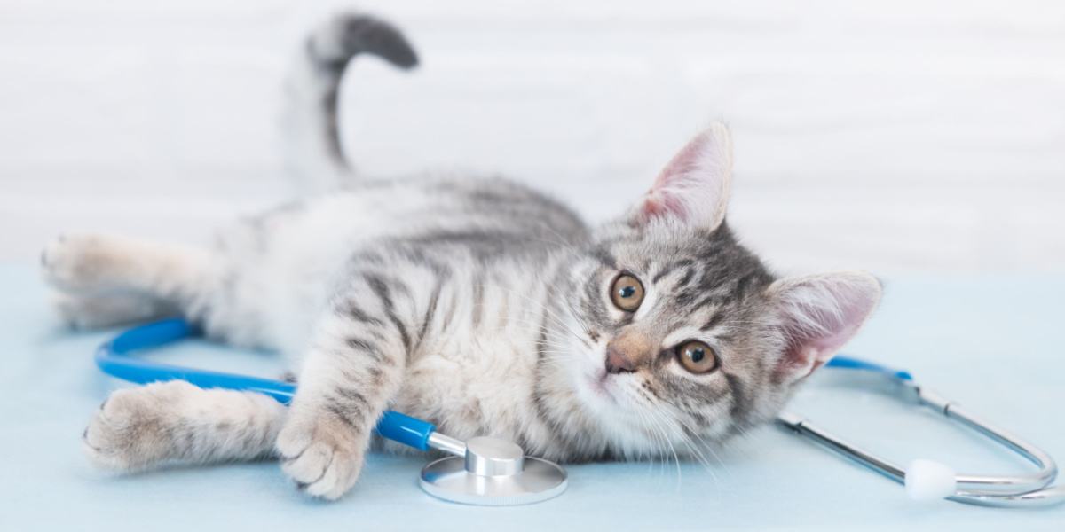 Katze schaut in die Kamera und hält das Stethoskop des Tierarztes