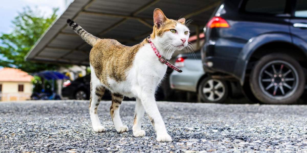 Katze läuft in der Nähe von Autos