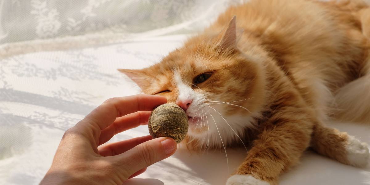 Bild mit einem Katzenminzenball, der ein beliebtes Katzenspielzeug zeigt, das mit dem verführerischen Aroma von Katzenminze angereichert ist