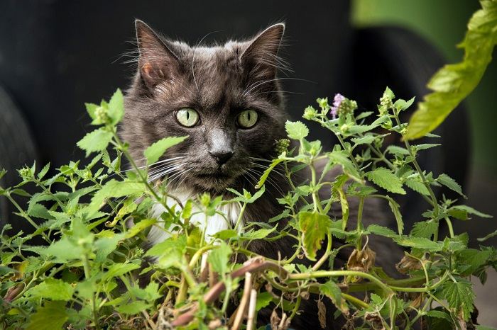 Nahaufnahme einer Katze, die Katzenminze isst.