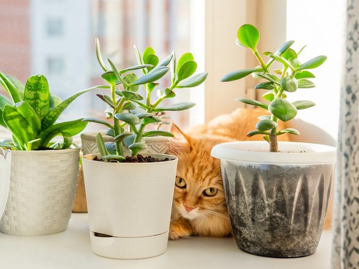 rote Katze versteckt sich am Fenster